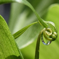 photos/Makrofotografie/thumbnails/Ruhmeskrone Macro.jpg